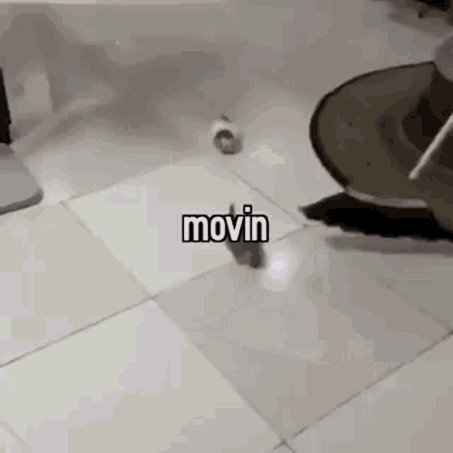 Kittens Moving GIF - Kittens Moving GIFs