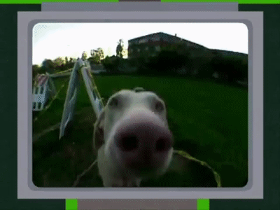 Dog Sniffing GIF - Dog Sniffing Sniff Camera GIFs