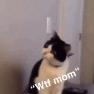 Wtf Mom Funny Animals GIF - Wtf Mom Funny Animals Cats GIFs