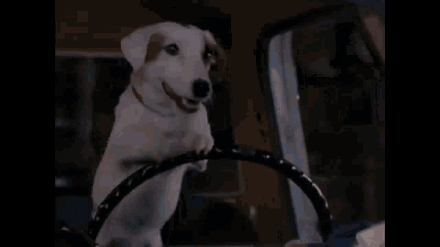 a white dog is sitting on a steering wheel in a car