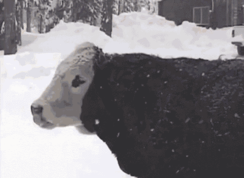 Cow Calf GIF - Cow Calf Animals GIFs