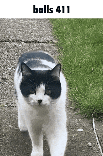 a black and white cat is walking down a sidewalk next to a grassy area that says balls 411