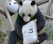 a panda bear holding a bag of conserve water
