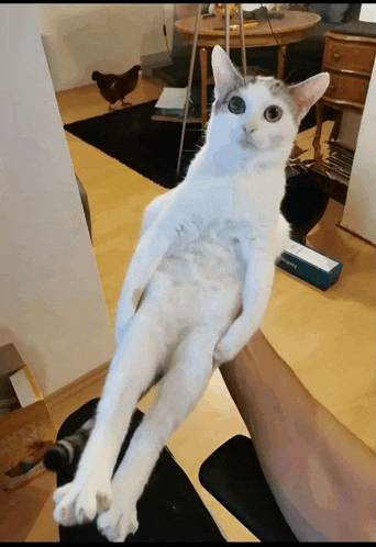 a white cat is sitting on a person 's arm in front of a chicken