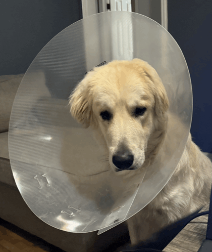 a dog wearing a clear plastic cone around its neck looks at the camera