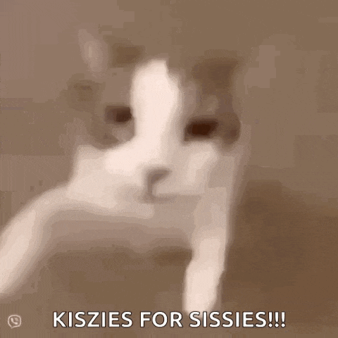 a close up of a cat 's face with the words `` kiszies for sissies '' written below it .