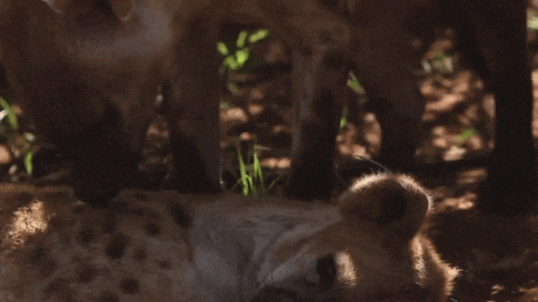 a close up of a hyena laying down in the grass