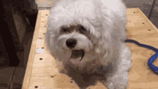 a small white dog is sitting on a wooden table with a blue leash .