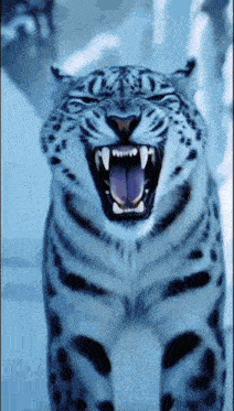 a snow leopard is yawning with its mouth open