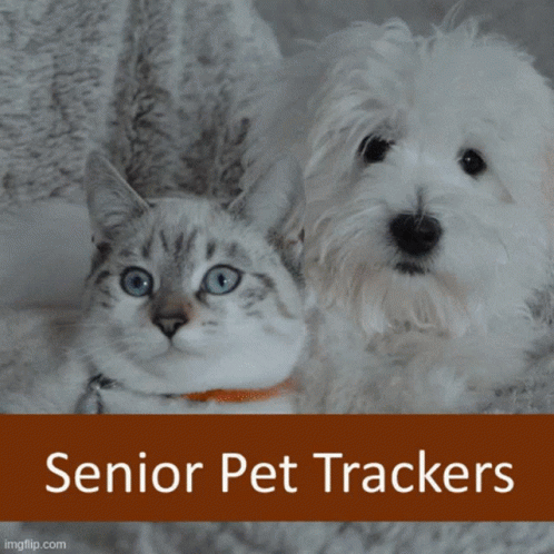 Caring For Senior Dog Caring For Senior Cat GIF - Caring For Senior Dog Caring For Senior Cat GIFs