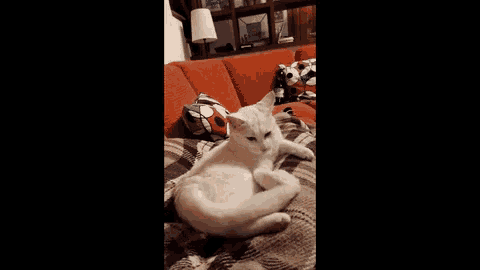 a white cat is laying on a blanket on a couch