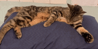a cat is laying on a blue blanket on a bed .