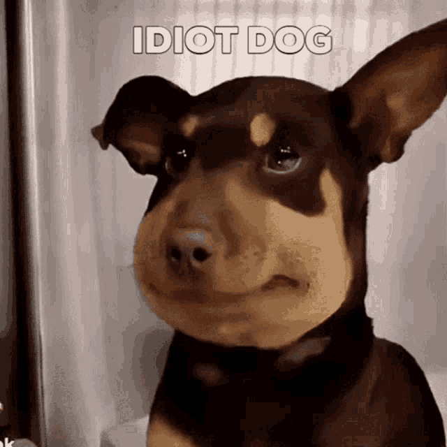 Idiotdog Dumb GIF - Idiotdog Idiot Dumb GIFs