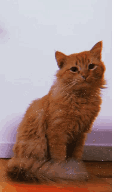 a fluffy orange cat is sitting on the floor