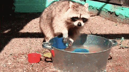 Raccoon Washing Clothes GIF - Raccoon Washing Clothes GIFs