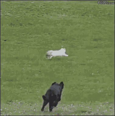 Dog Chases GIF - Dog Chases Cat GIFs