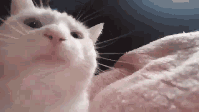 Cat Dunce GIF - Cat Dunce GIFs