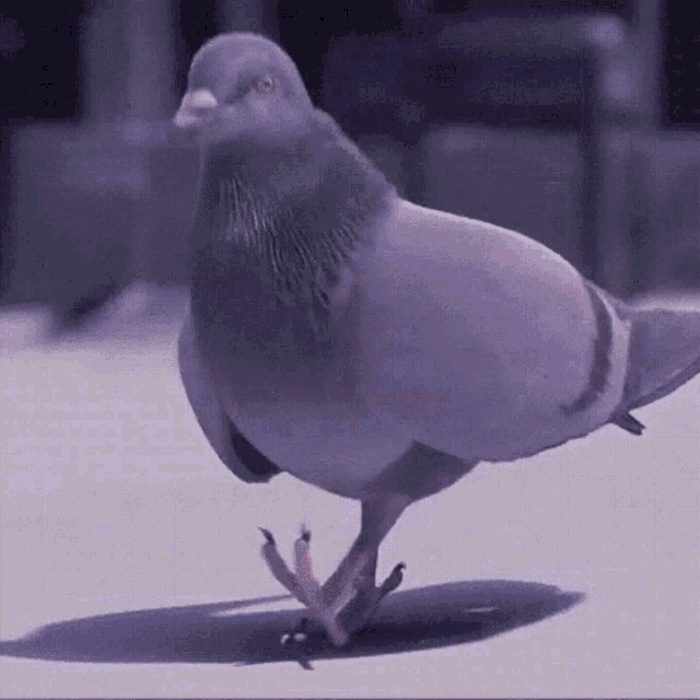 pigeon-vibes.gif