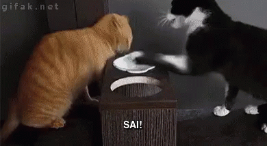 Gato Sai GIF - Cat No Nope GIFs