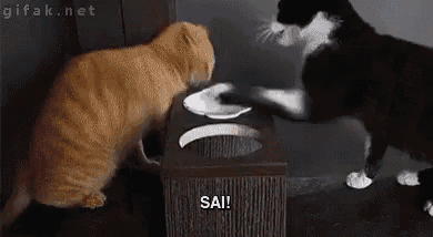 two cats are fighting over a plate of food and one of them is saying sai .