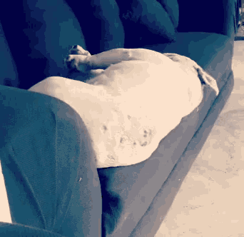 a dog is laying on a couch with its head on the arm rest