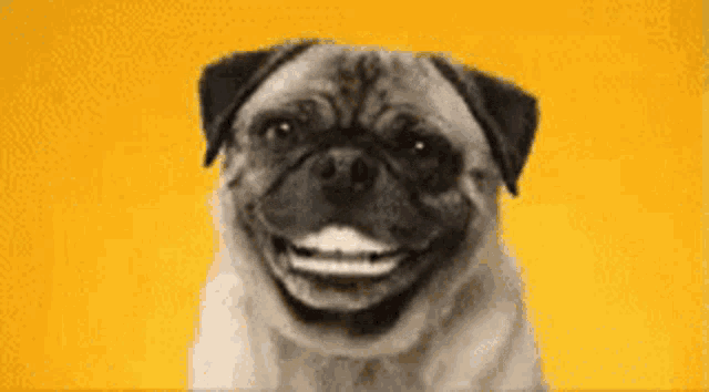 a pug dog is smiling and laughing on a yellow background with the word hene written on it .
