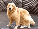 a golden retriever dog is sitting on the ground with the words `` good morning '' written on it .