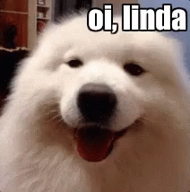 Cachorro / Oi Linda / Paquera / Paquerando / Sensualizando / Sensual GIF - Dog Doggo Wink GIFs