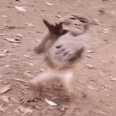 a monkey is standing on its hind legs on the ground .