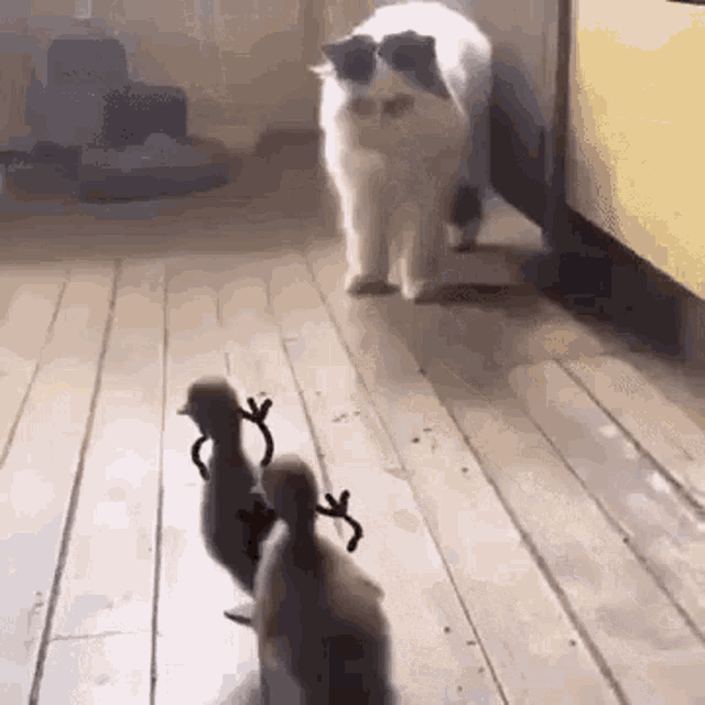 Duckling Cat GIF - Duckling Cat Chase GIFs