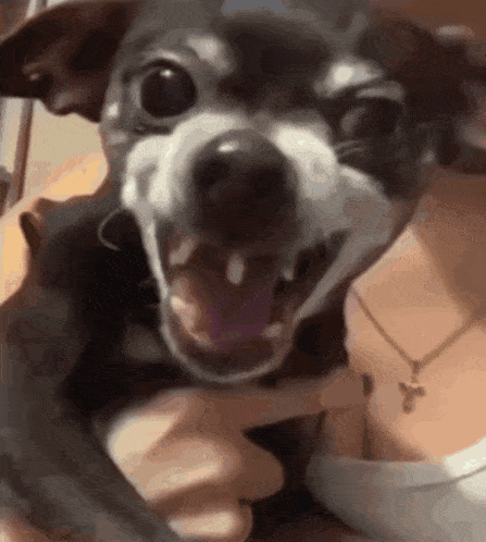 a close up of a person holding a small dog with its mouth open