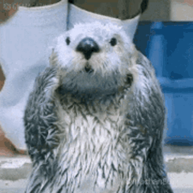 a close up of a sea otter standing on its hind legs looking at the camera .