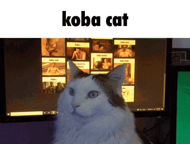 a cat is sitting in front of a computer screen with the words koba cat written above it