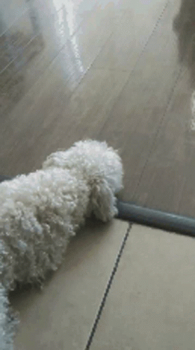 Dog Whats Up GIF - Dog Whats Up Where GIFs