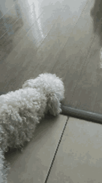 a small white dog is standing on a wooden floor next to a chair .
