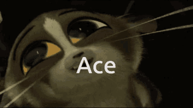 a close up of a cartoon cat with the word ace on the bottom