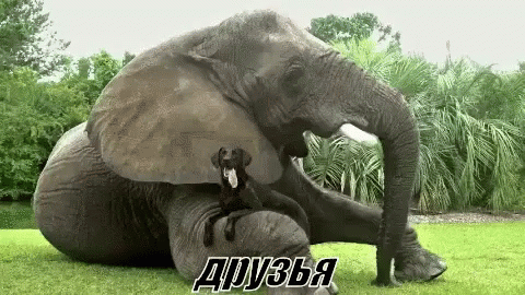 слоник слон собака друзья GIF - Elephant Dog Friends GIFs