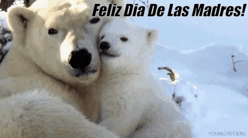 two polar bears hugging each other in the snow with the words feliz dia de las madres above them