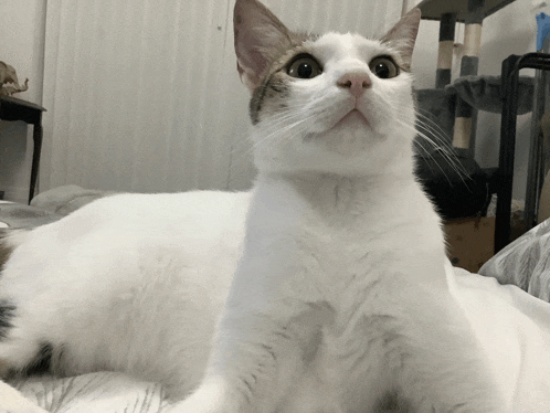 a white cat with a brown spot on its nose looks up at the camera