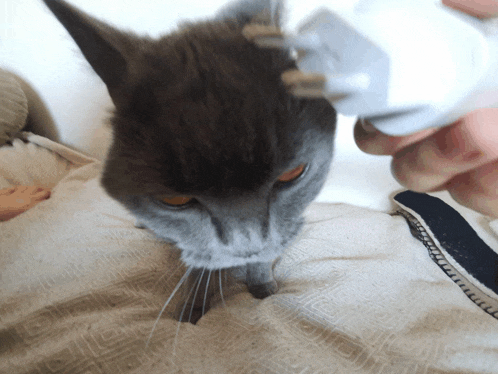a cat is being brushed by a person with a white brush
