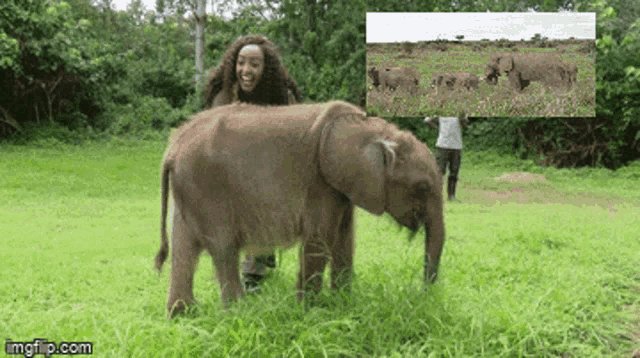 a picture of an elephant and a picture of an elephant in the wild