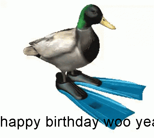 Happy Birthday Duck GIF