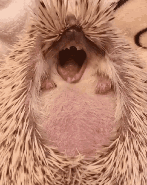Yawn Cant Sleep GIF - Yawn Cant Sleep Wide GIFs