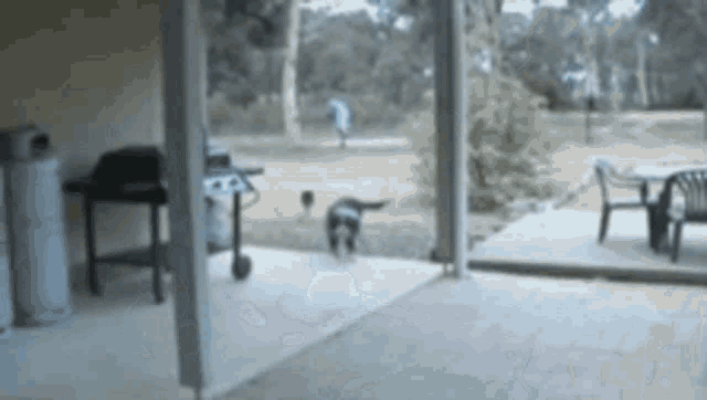 Cat Excited GIF - Cat Excited Dog GIFs
