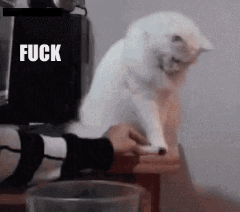 a white cat is sitting on a table with a person 's foot in front of it .