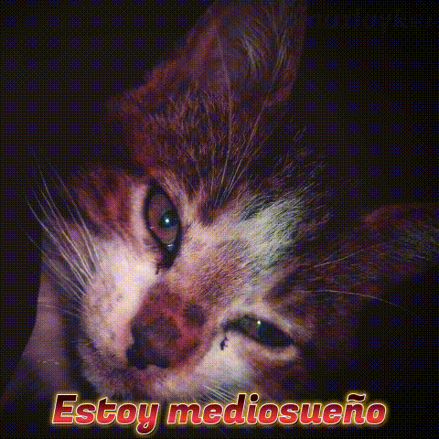 a close up of a cat 's face with the words estoy mediosueño written below it