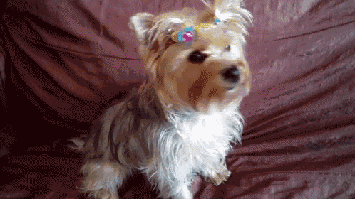 a small dog with a bow on its head