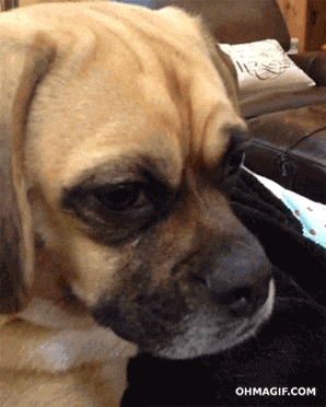 a close up of a dog 's face with the website ohmagif.com visible in the corner