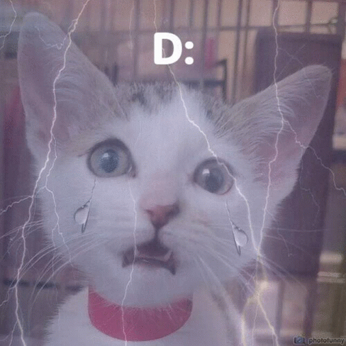 Traumatized Kitten GIF - Traumatized Kitten Send GIFs