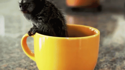 Monkey In A Cup GIF - Monkeys Little Cute GIFs